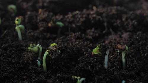 Closeup of Plant Stems Sprouting From the Ground Timelapse