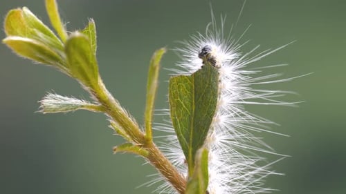 Close Up Footage Of A Caterpillar Feeding On A Leaf