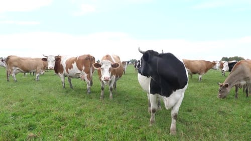 Cows Grazing Peacefully in Grassy Rural Field