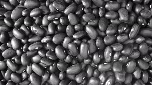 Macro video of black turtle beans reveals their glossy black skin and a curved