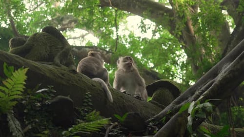 Monkeys wildlife animal primate wild in forest jungle Bali Ubud Indonesia