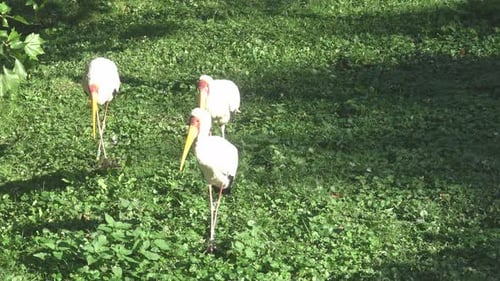 Yellow-Billed Storks Foraging on Green Grass