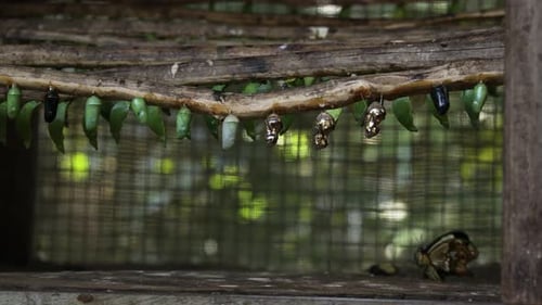 Schmetterlings-Chrysalisen hängen im Käfig mit aufstrebendem Erwachsenen