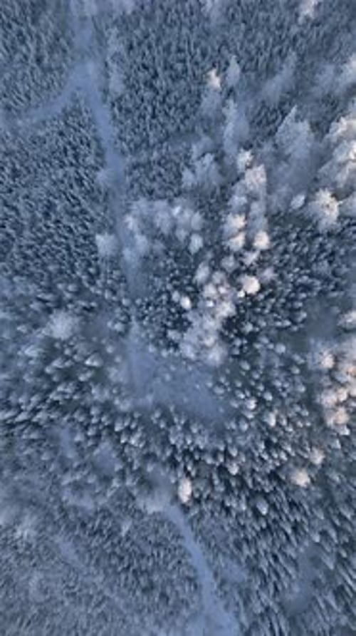Top View of Amazing Snowy Frozen Forest Landscape in Winter From High