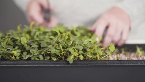 Récolter des micropousses de radis à partir d'un grand plateau en plastique