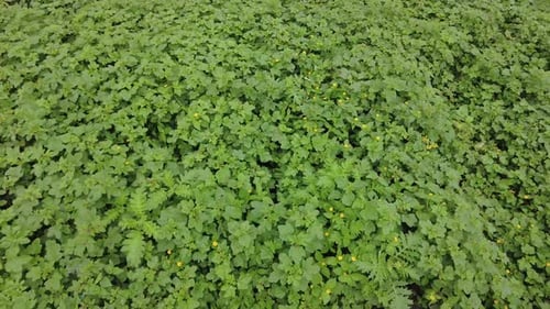 Wild green plants on meadow, top view, steadyshot. background