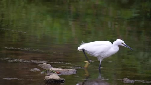 Little Egret Standing On Rock Spotted Fish And Walks In The Water. - static shot