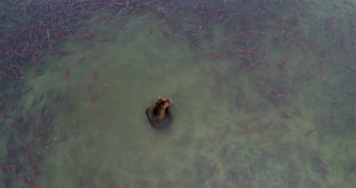 Brown Bear surrounded by thousands of Salmon fish in Kamchatka, Aerial view