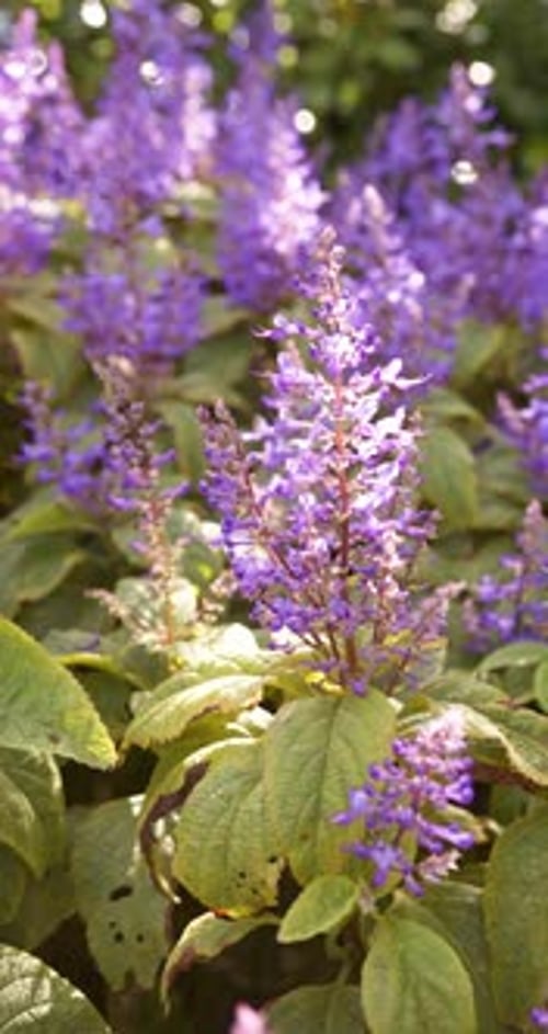 Vertical video: Blooming vibrant purple flowers in lush garden, creating colorful scene