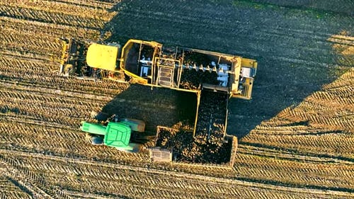 Aerial Top View Harvesting Sugar Beet in the Field with a Combine Harvester