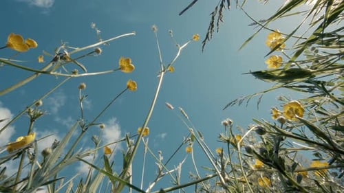 Grasblumen, die bei Sonnenuntergang auf dem Feld blühen, mit blauem Himmel, einem niedrigen Winkel zum Boden oder einem Vogel