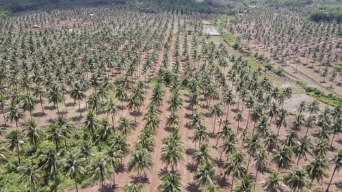 Aerial view of large coconut palm farm. It was shot by a drone with arc camera movement