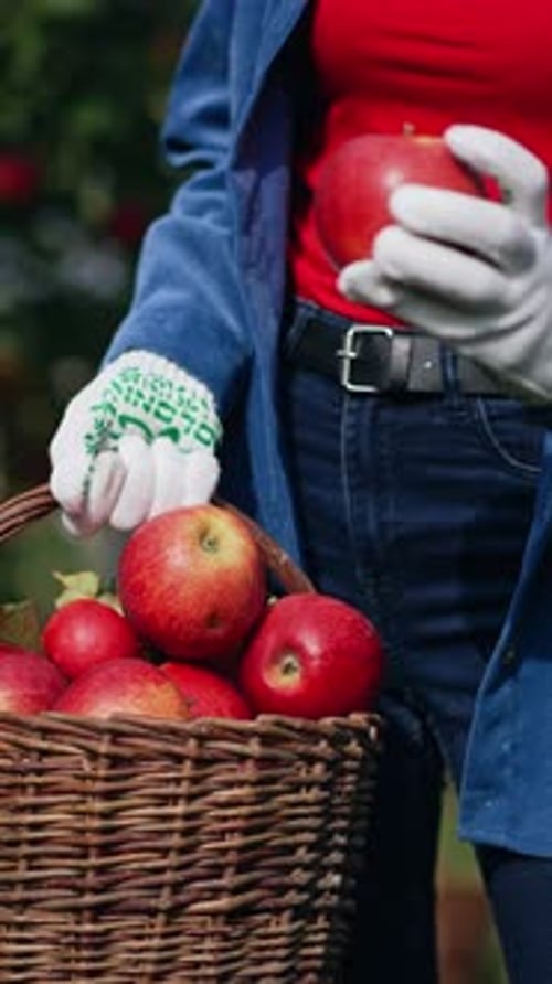 Mujer no reconocida con camisa azul, jeans y guantes que sostiene una canasta llena de manzanas maduras.