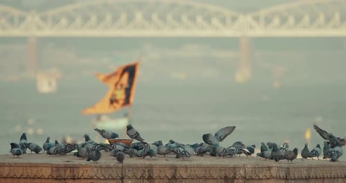 Varanasi India Birds Take Land On Sacred Ghat In Varanasi Pigeons Fly Up In Slow Mo Birds Slow