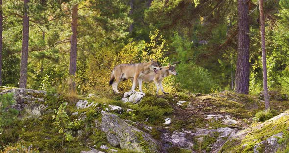 Two Gray Wolves in Scandinavian Forest Wildlife Observation, Nature ...