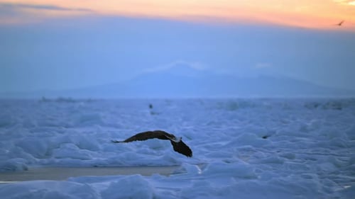White-Tailed Eagle Hunting Fish in Hokkaido, Japan Majestic Raptor Wildlife Action Footage