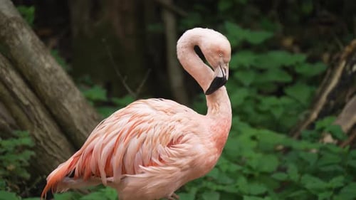 Elegant stehender Flamingo mit geschwungenem Hals in ruhiger Pose, rosafarbener Vogel mit leuchtenden Federn