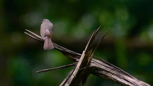 The Hill Blue Flycatcher is found at high elevation habitat it has blue feathers and orange-like bre