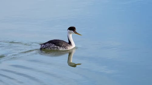 Close up of a Grebe as it swims by in slow motion