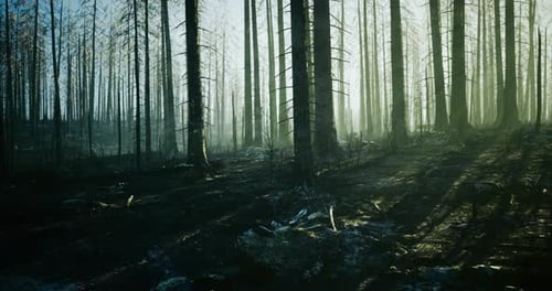 Misty Forest Aftermath After Wildfire with Tall Trees and Shadows at Dawn