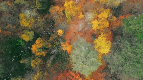 Autumn Forest Drone - 4K
