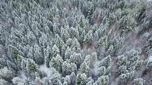 Aerial View of a Clean and Smooth Beautiful Snowy Winter Forest