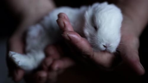 Tiny White Rabbit Resting Peacefully in Cupped Hands