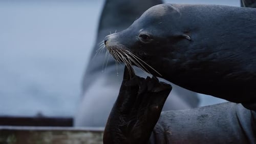 Sea Lion Itching