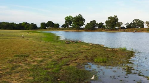 Crocodiles in Sri Lanka