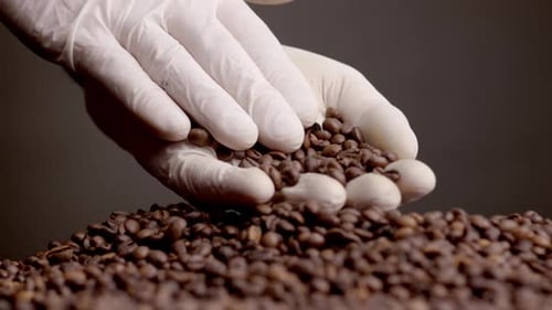 Closeup Roasted Coffee Grains In Hand. Unknown Agriculturist Checking Aromatic Harvest Quality On...