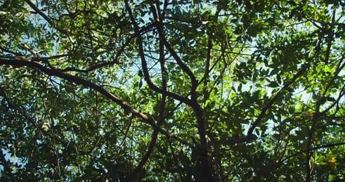 Looking Up at Bright Sky Through Tangled Green Branches and Leaves of Trees