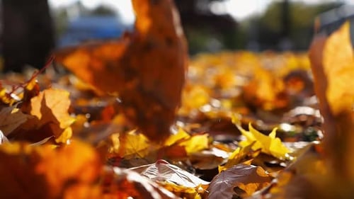 Detail View on Brown Maple Leaves Falling to Ground in Autumn Park at Sunset Bright Foliage Covered