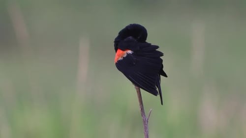 Eine rotflügelige Amsel, die auf einem Stängel aus getrocknetem Gras sitzt.
