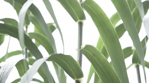 Tilt Up View of a Long Stalk with Big Green Leafs in a Sunny Day