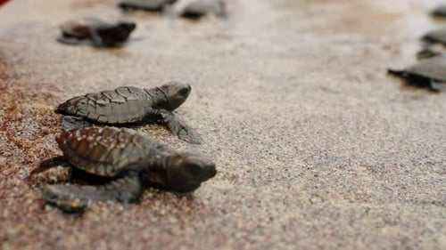 Newborn Sea Turtle Hatchlings Scuttle Over Sandy Beach Heading for Ocean Waves Baby Reptiles Embark