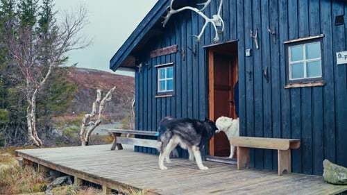 Norwegian Guy With A Couple Of Alaskan Malamute Dogs Outside Wooden Lodge. Static Shot
