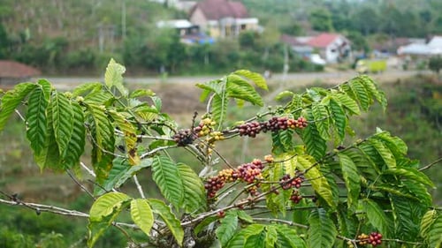 fresh coffee berries