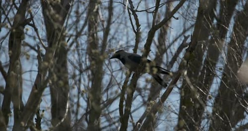Auch die Kapuzenkrähe Corvus Cornix