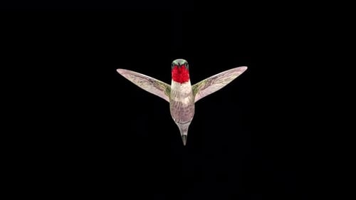 Humming Bird