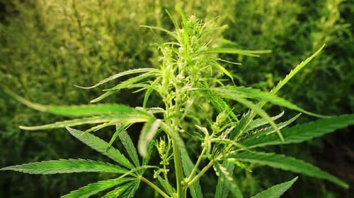 Cannabisblätter im Sonnenlicht