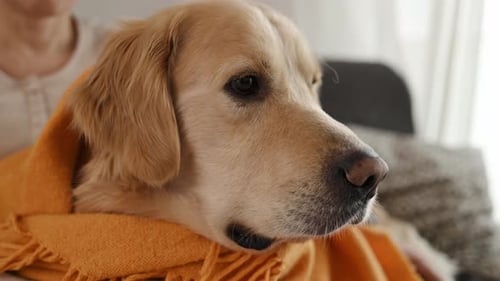 Golden Retriever Dog and Owner at Home
