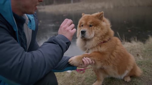 Young Man Training Chow Chow Dog Near Lake
