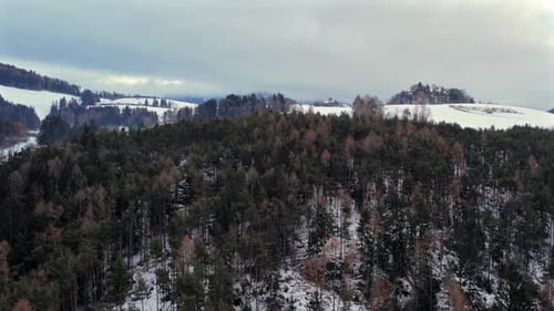 Aerial view of a dense pine forest blanketed in snow, set against a backdrop of rolling hills and a