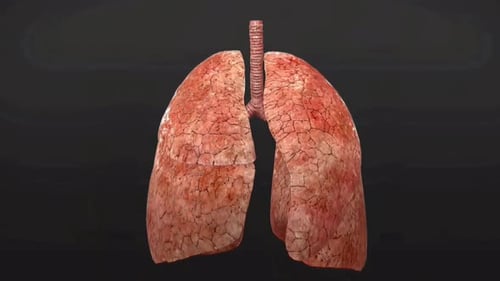 3D Animation of Human Lungs and Trachea Respiratory System