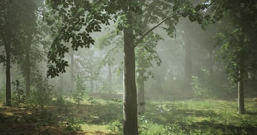 Misty Forest Landscape with Dense Trees and Soft Sunlight Filtering Through