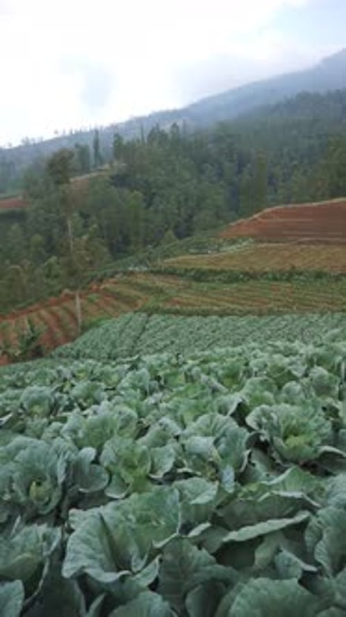 green cabbage plantations in the mountain hills in the afternoon