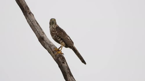 Common buzzard in tree UHD MP4 4k .