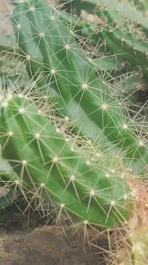 Many Different Cacti in the Botanical Garden Exhibition Cacti Vertical Video