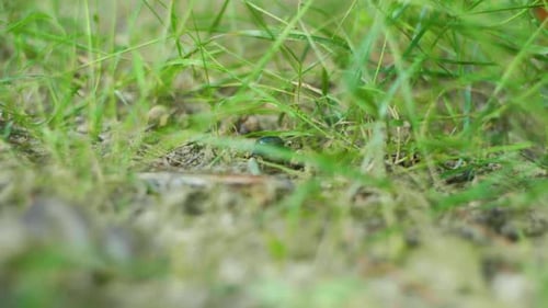 Makroaufnahme eines Käfers, der auf einem Grasweg mitten im Wald läuft.