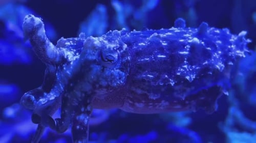 Dwarf cuttlefish (Close up) underwater.
